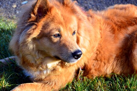 Animal dog breed pet