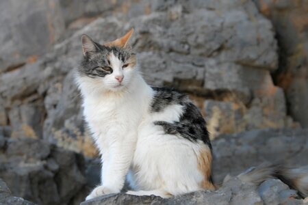 Animal animal world kitten