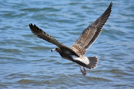 Wild birds seabird sea gull photo