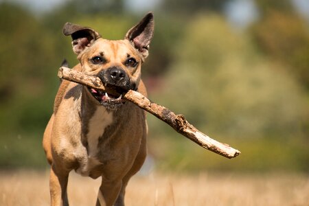 Branch race play photo