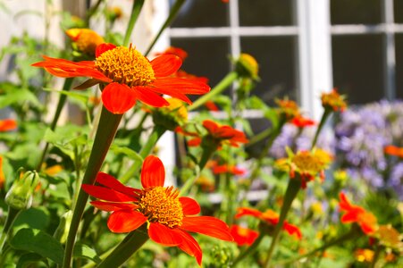 Blossom bloom red summer flower