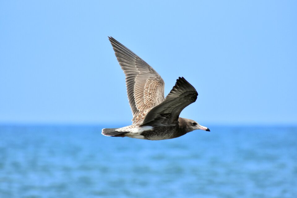 Wild birds seabird sea gull