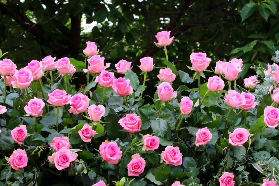 Fresh medium flowers plants