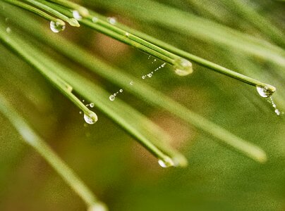 Nature fresh wet