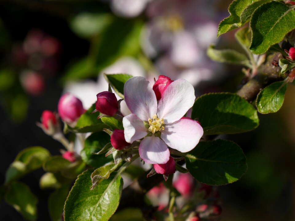 Spring nature garden photo