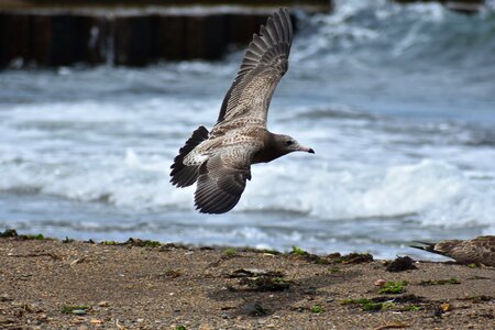 Bird wild birds seabird photo