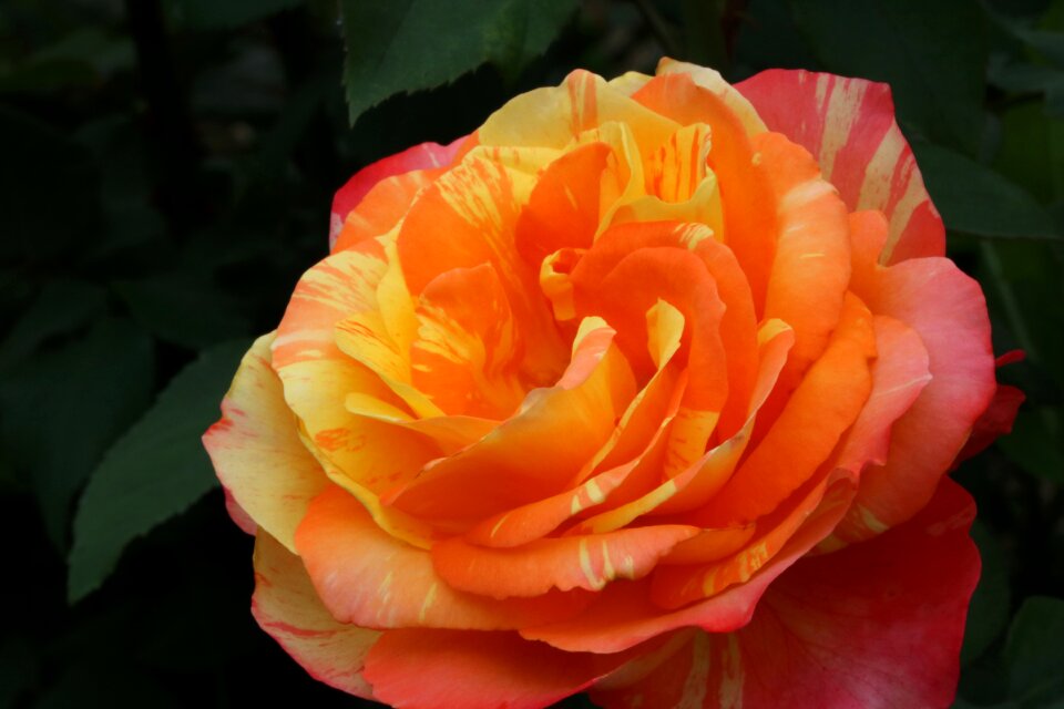 Fresh medium flowers plants