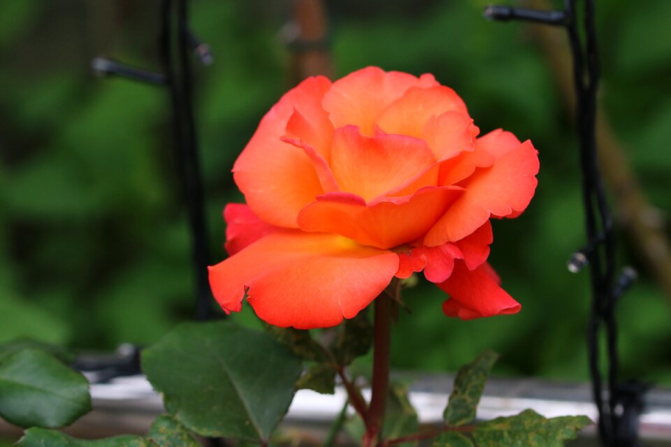 Fresh medium flowers plants