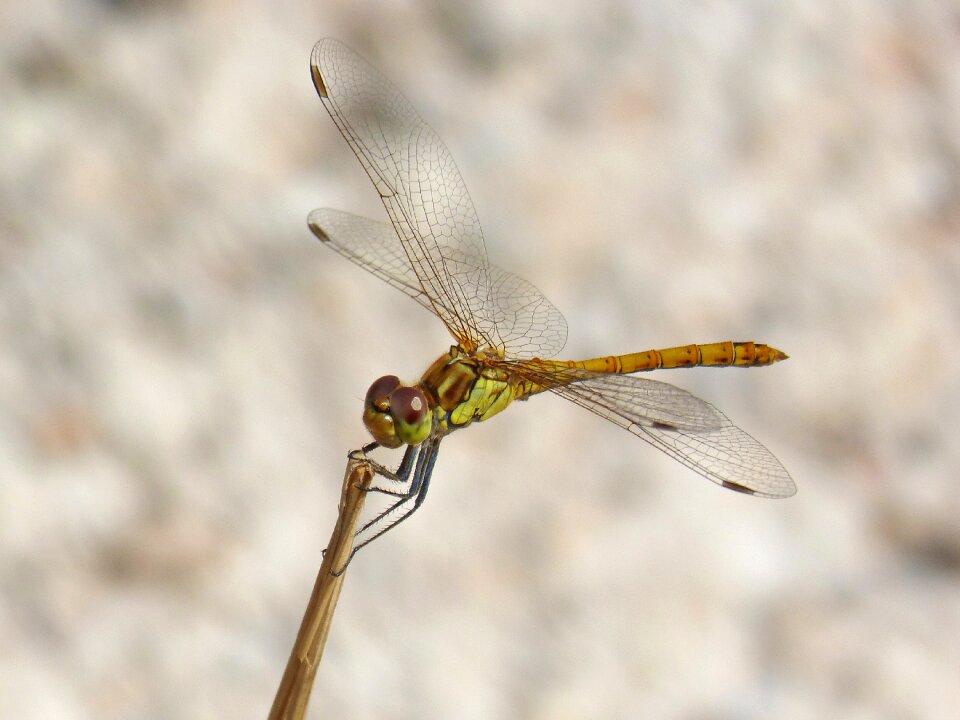 Winged insect cordulegaster boltonii branch
