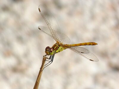 Winged insect cordulegaster boltonii branch