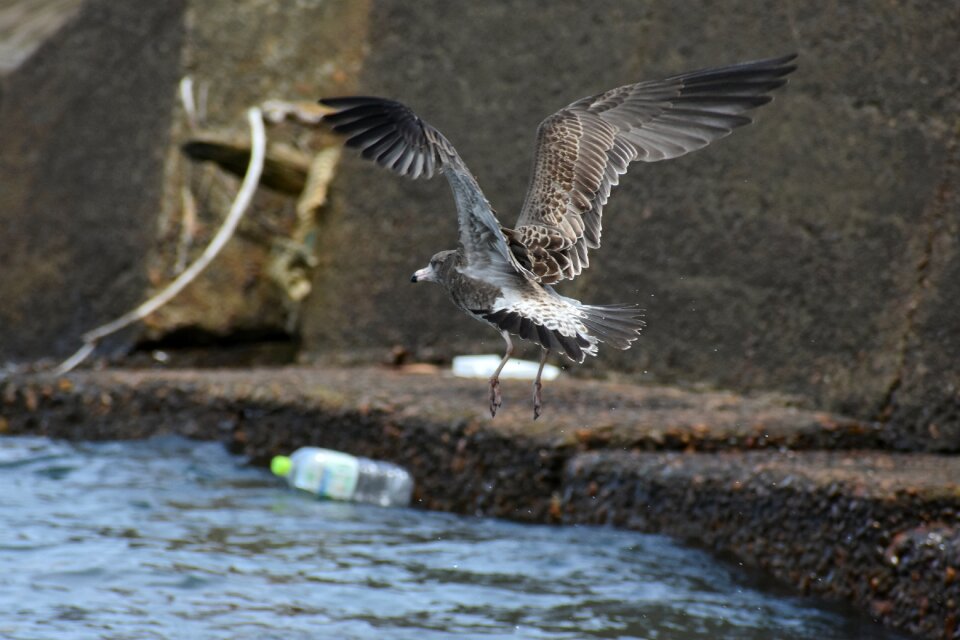 Wild birds seabird sea gull