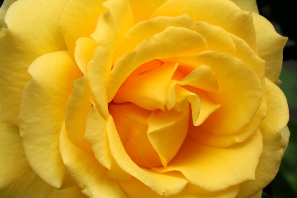 Fresh medium flowers plants