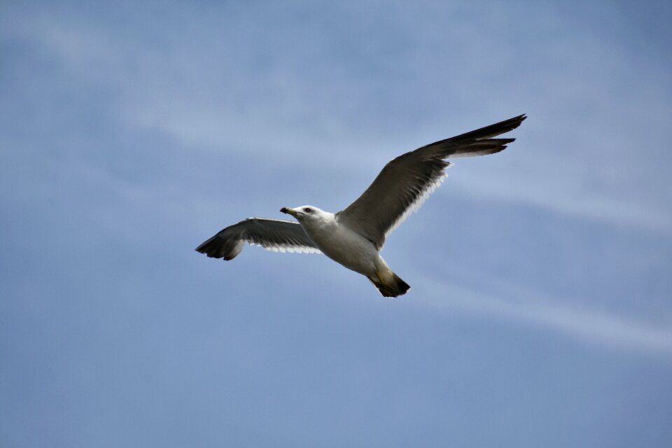 Wild birds seabird sea gull