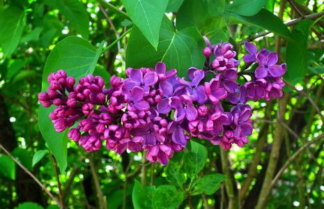 Lilac garden leaf