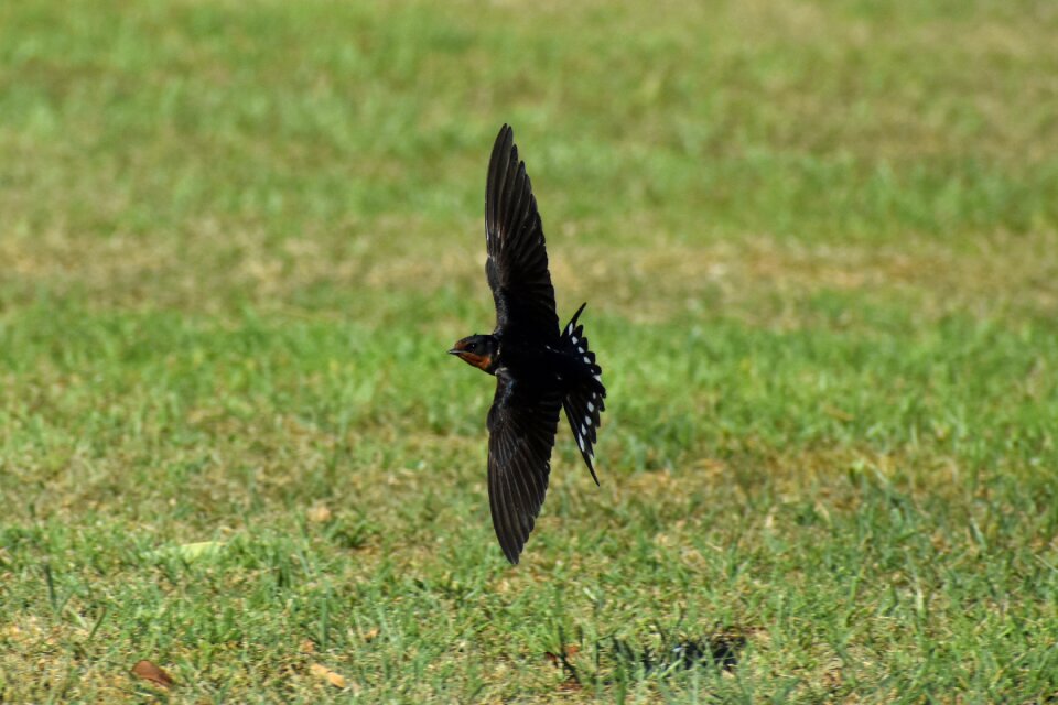 Bird wild birds yan