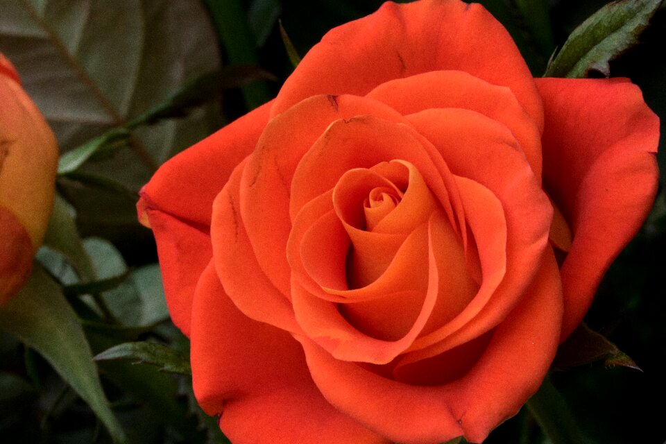 Fresh medium flowers plants
