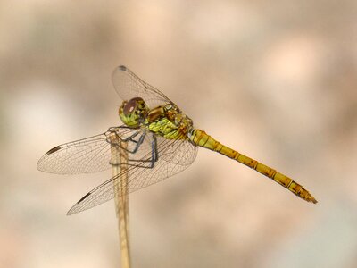 Winged insect cordulegaster boltonii branch
