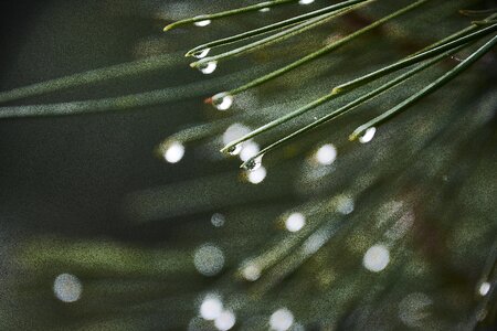 Nature fresh wet