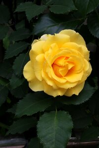 Fresh medium flowers plants