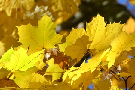 Autumn nature clone
