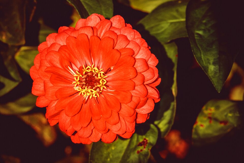 Bloom orange plant
