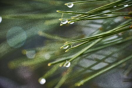 Nature fresh wet