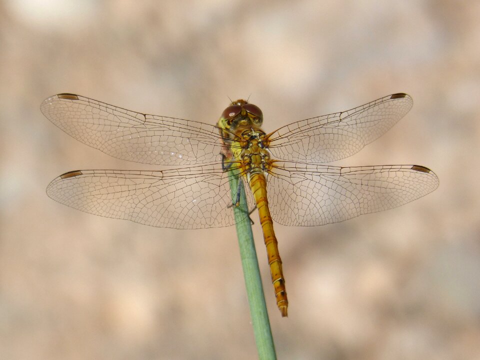 Winged insect cordulegaster boltonii branch