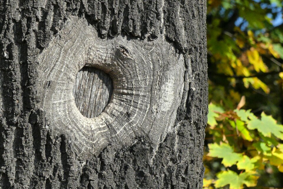 Nature autumn texture