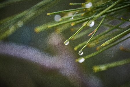 Nature fresh wet