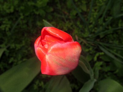 Tulip flower nature Free photos