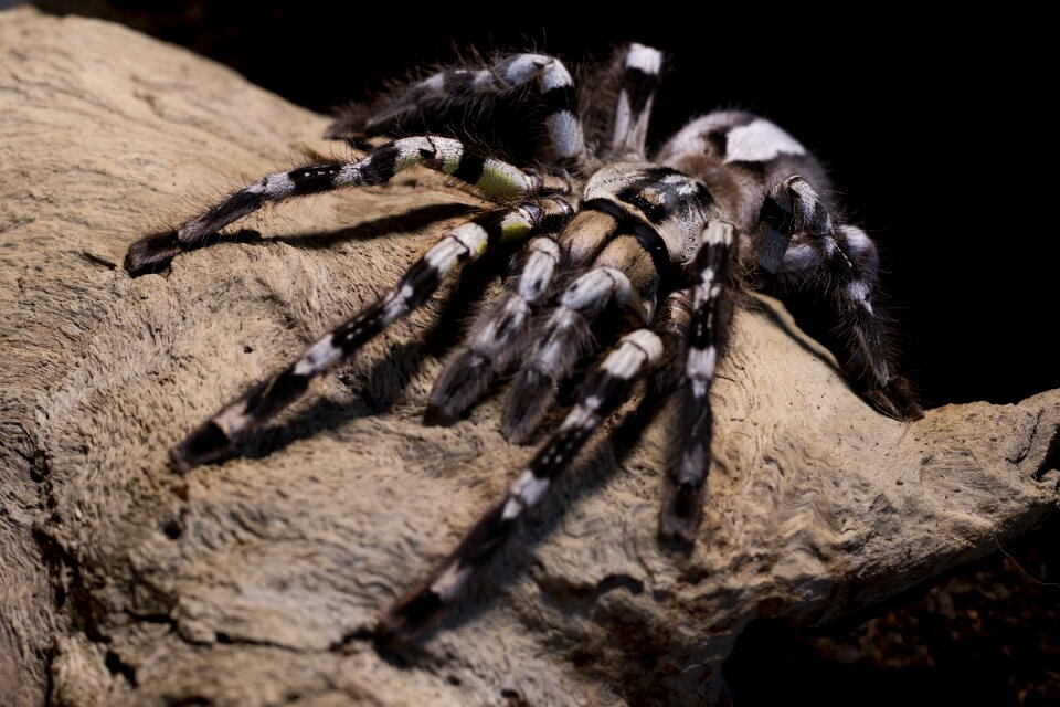 Regalis hairy creepy