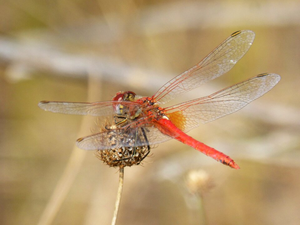 Sympetrum fonscolombii winged insect odonata