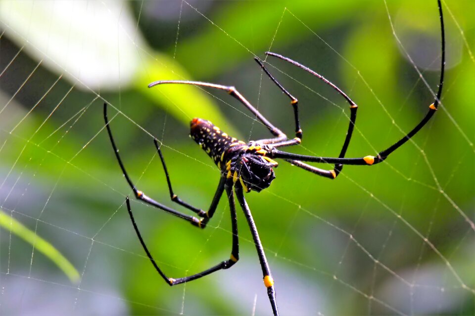 Nature wild wildlife