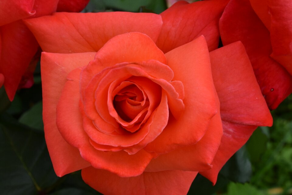 Garden pink aroma