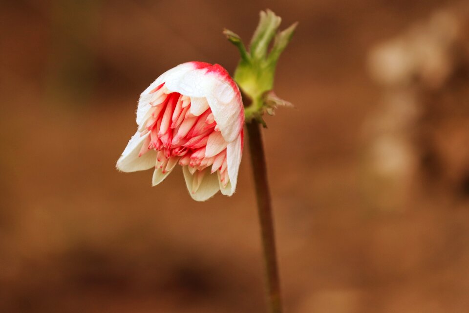Red white plant
