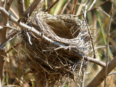 Architecture animal ave nesting