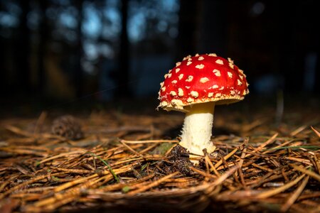Autumn spotted red
