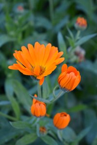 Orange flower nature