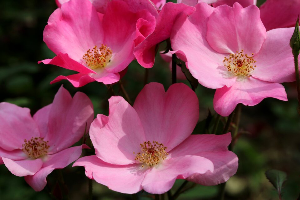 Fresh medium flowers plants