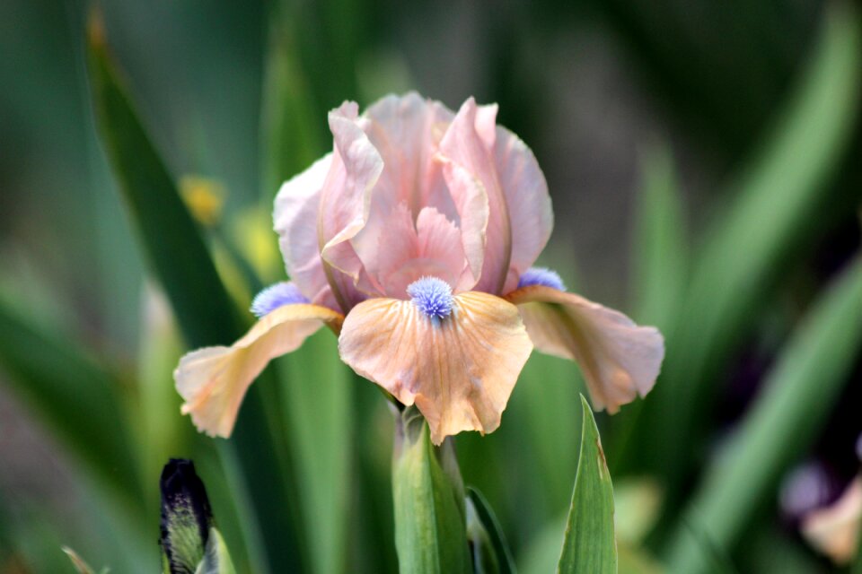 Beautiful nature garden flowers