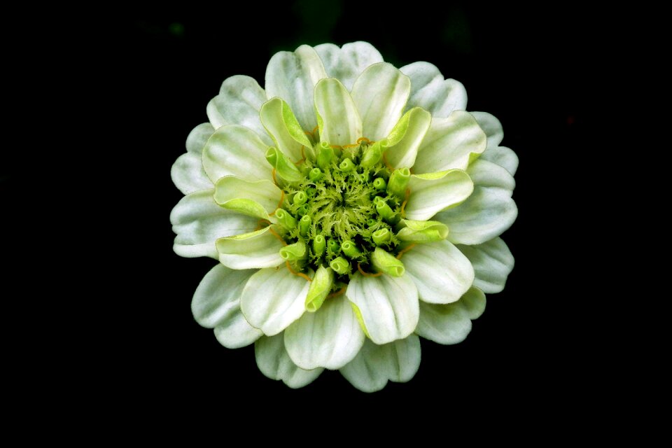 Summer nature closeup