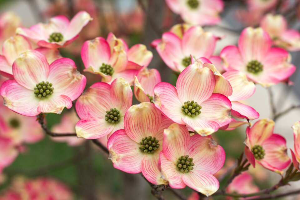 Blooming petal floral photo