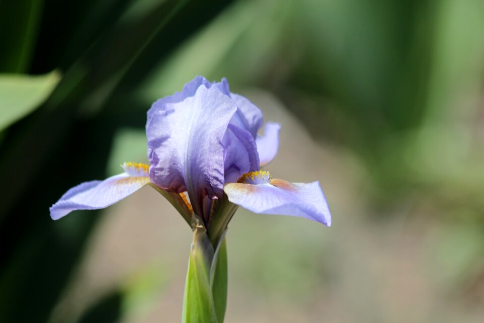 Beautiful nature garden flowers