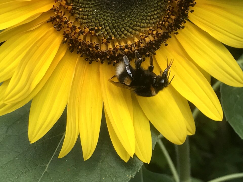 Yellow flower bug helianthus