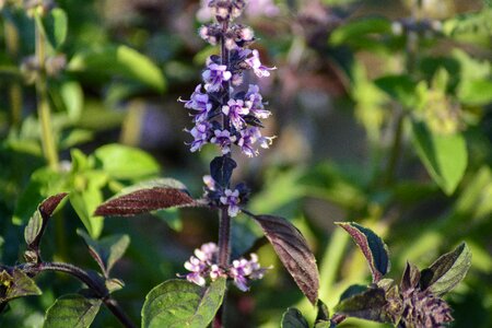 Garden plant basil flower photo