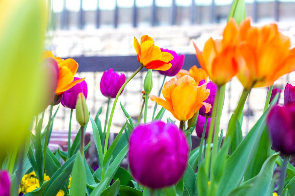 Flora garden easter