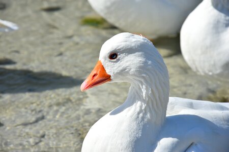 Nature poultry bird
