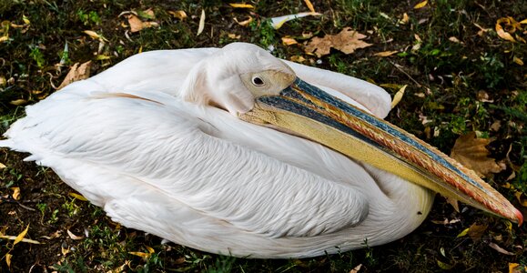 Animal feather cock