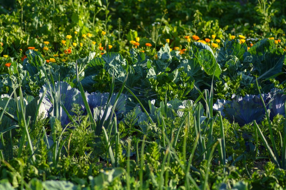 Eat vegetable garden healthy