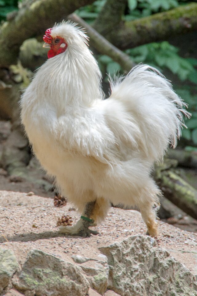 Animal farm gockel